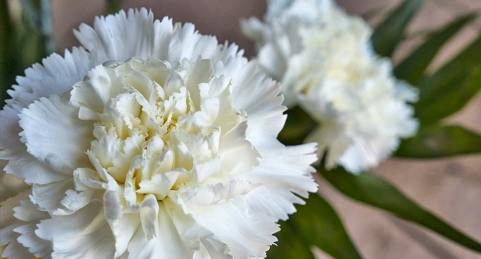 A magia das flores - Gazeta São Mateus | O seu portal de notícias em São  Mateus